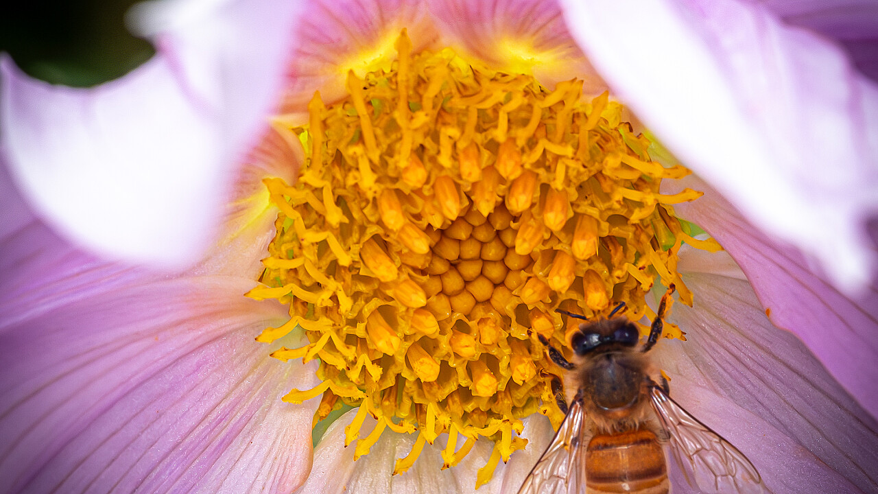 Macro at Footscray Park