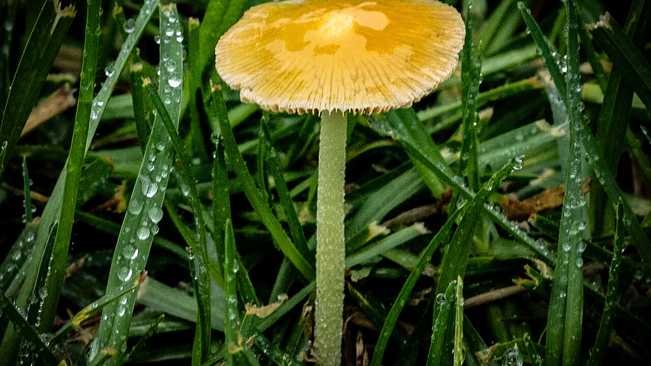 Macro at Footscray Park