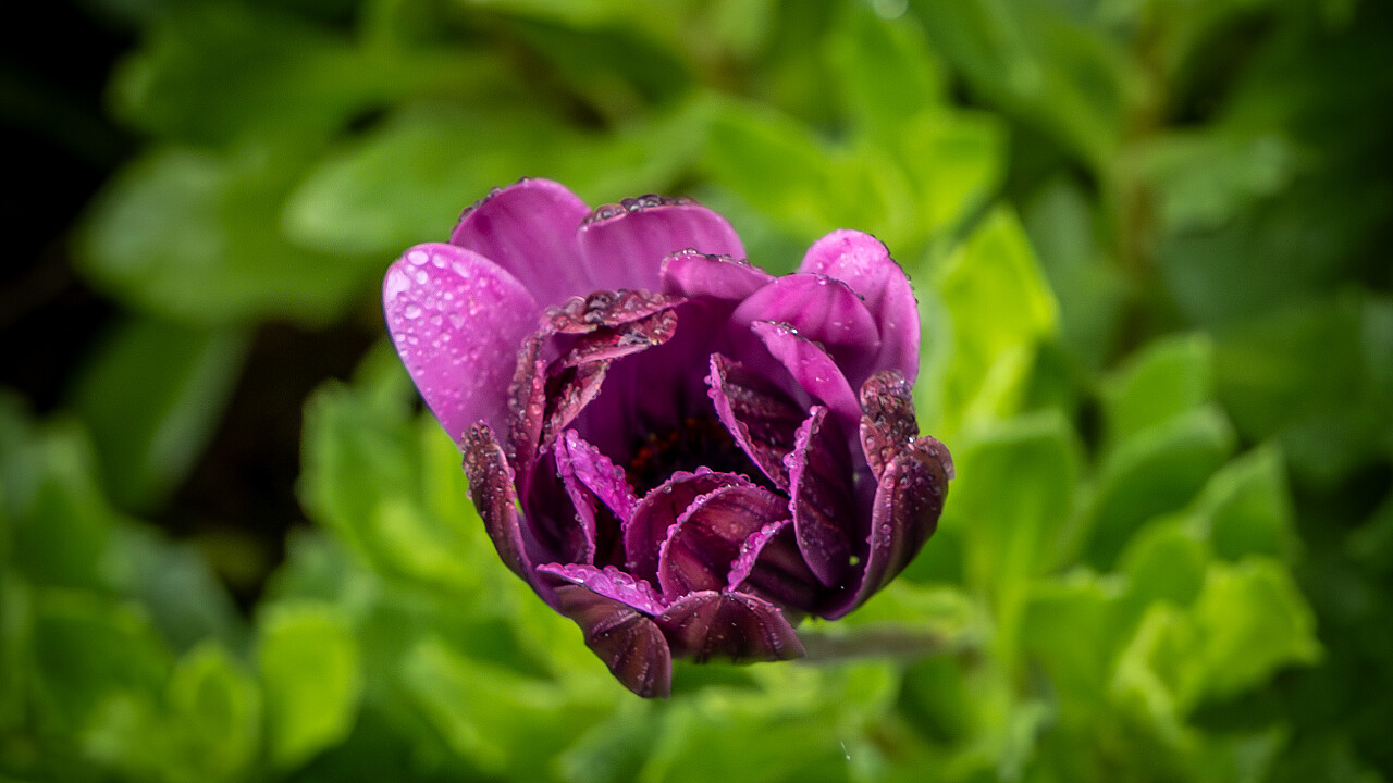 Macro at Footscray Park