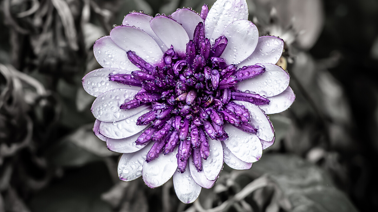 Macro at Footscray Park