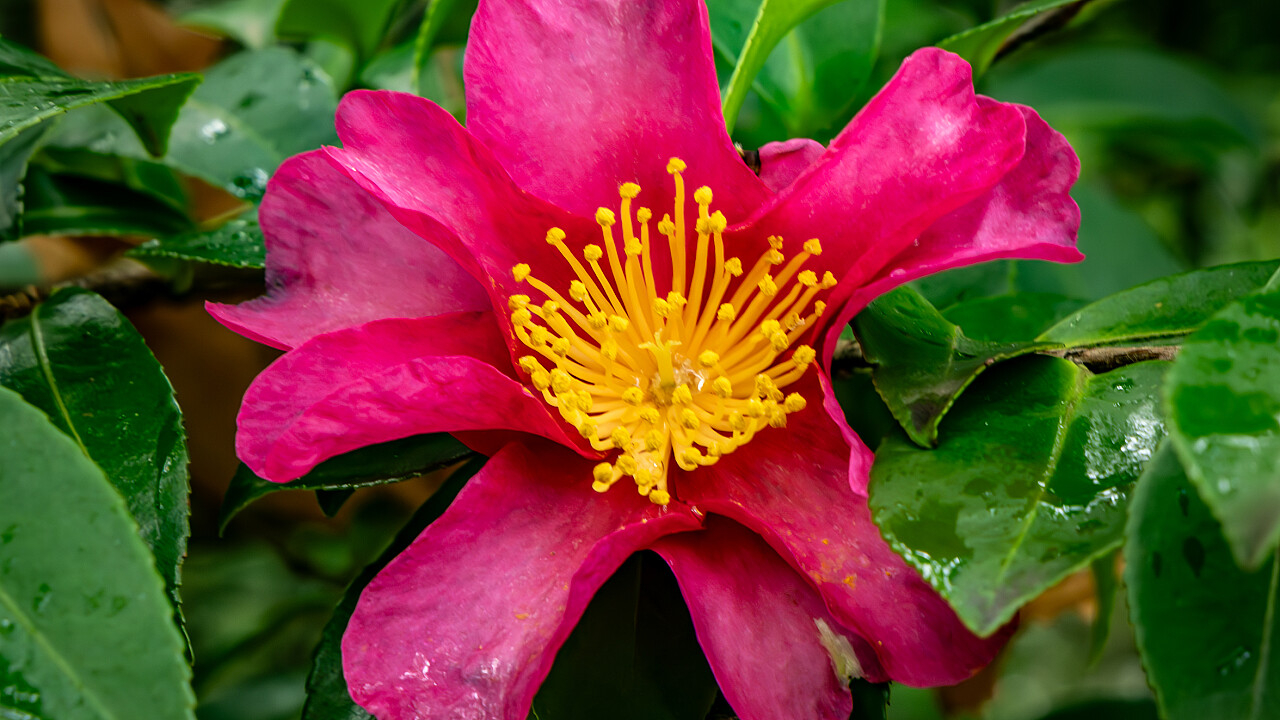Macro at Footscray Park