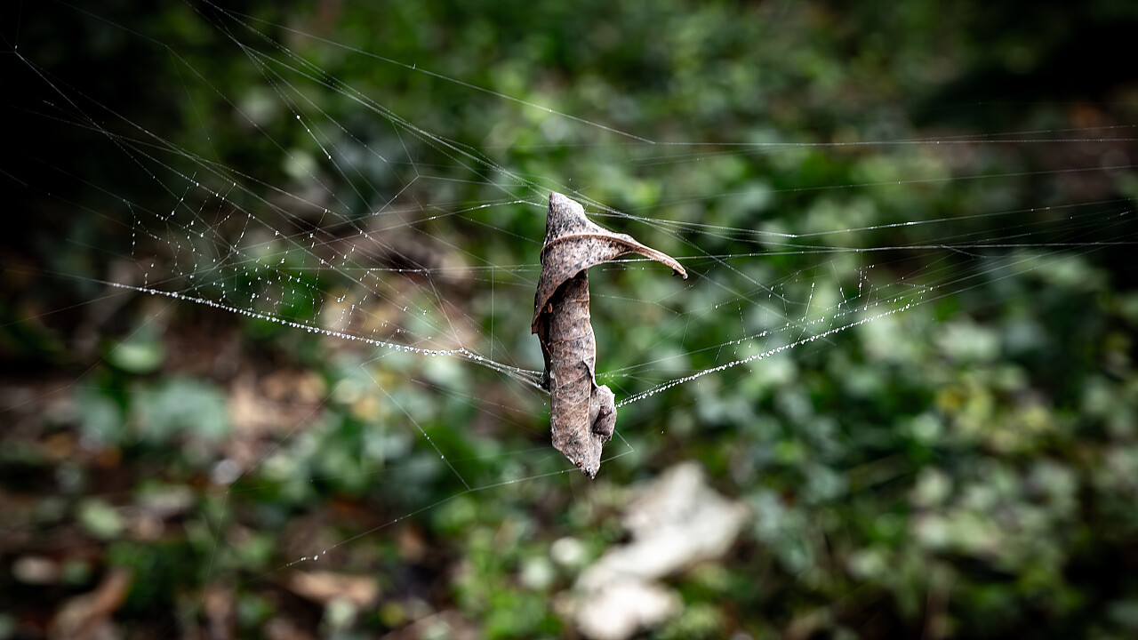 Macro at Footscray Park