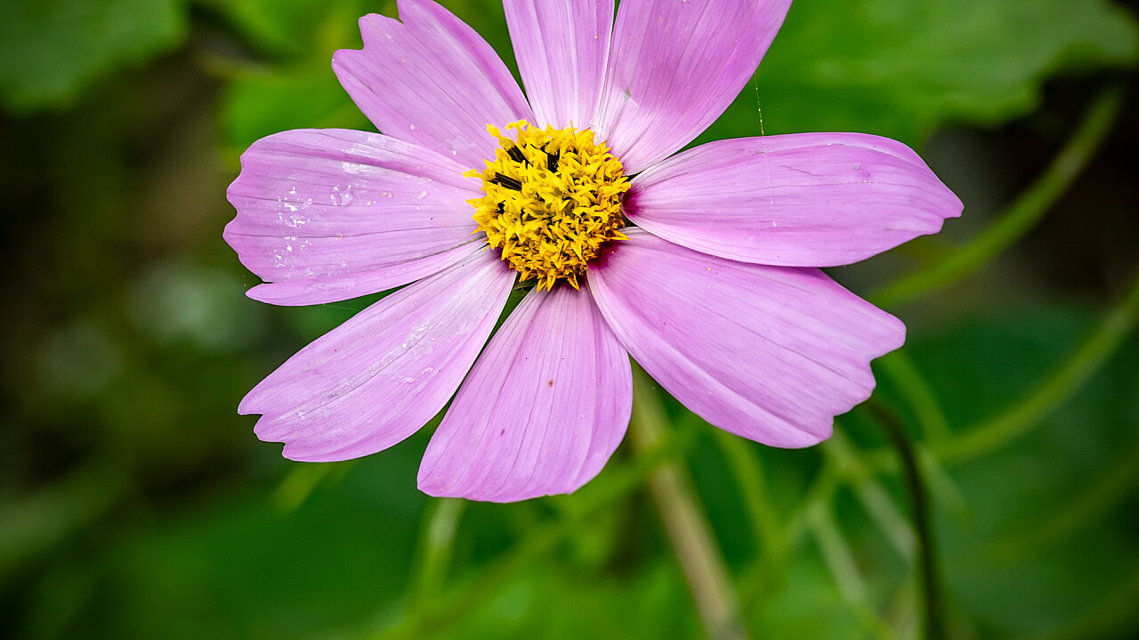Macro at Footscray Park