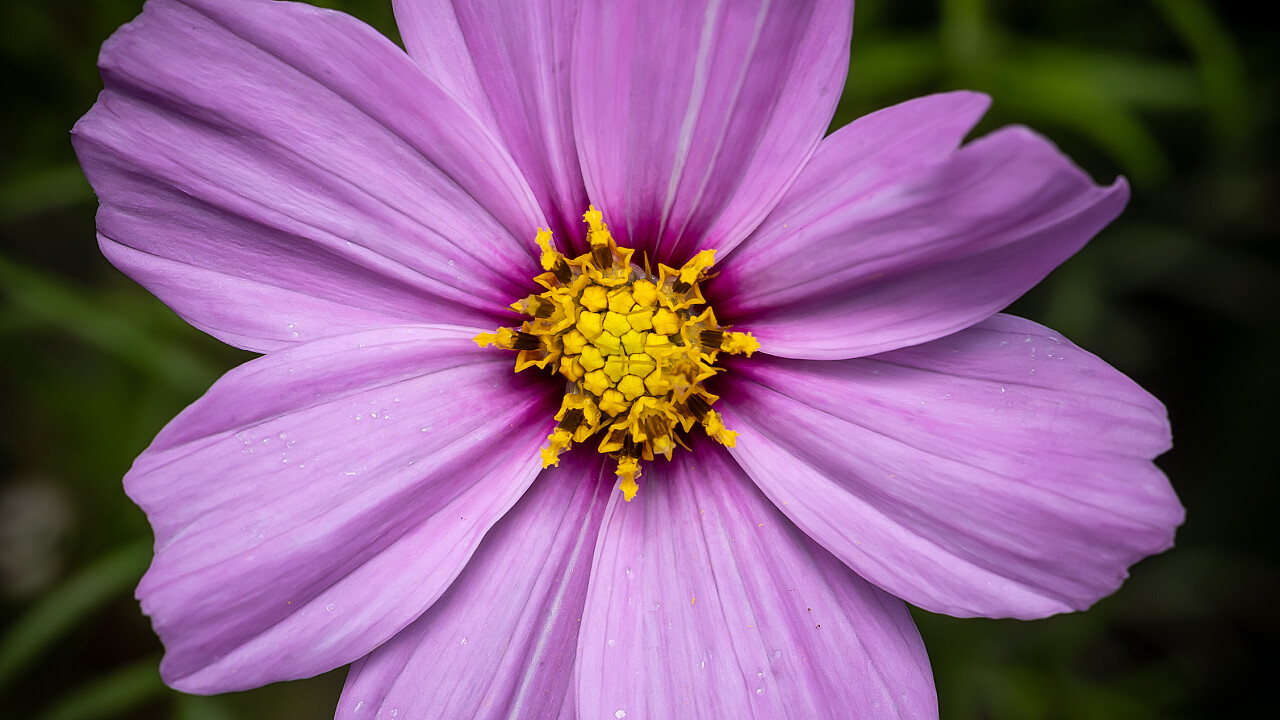 Macro at Footscray Park
