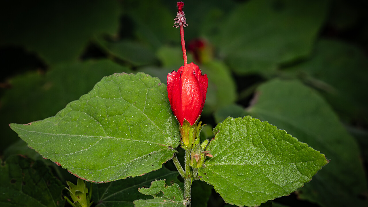 Macro at Footscray Park