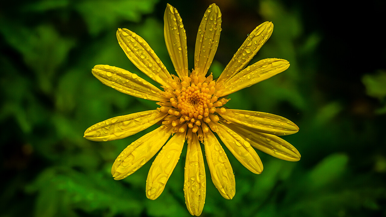 Macro at Footscray Park