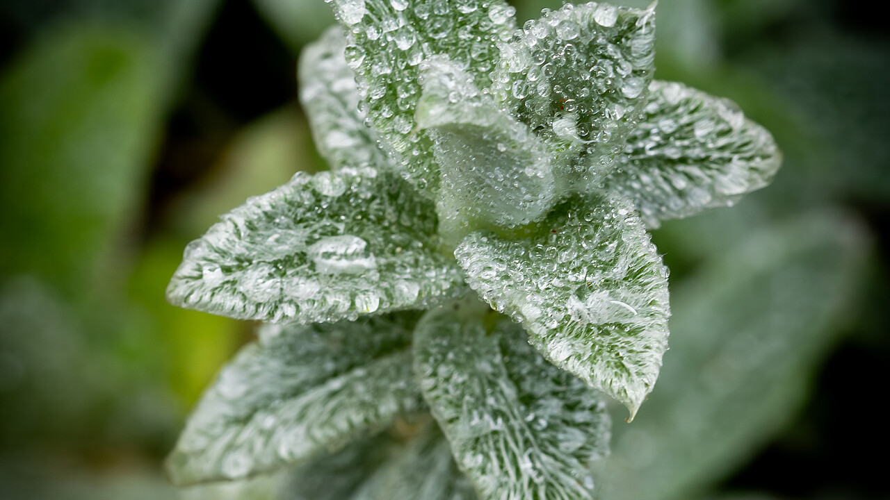 Macro at Footscray Park