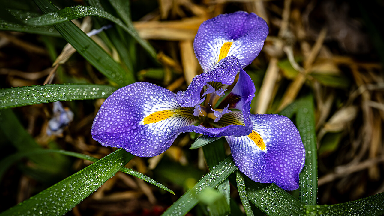 Macro at Footscray Park