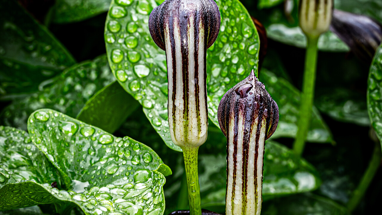 Macro at Footscray Park
