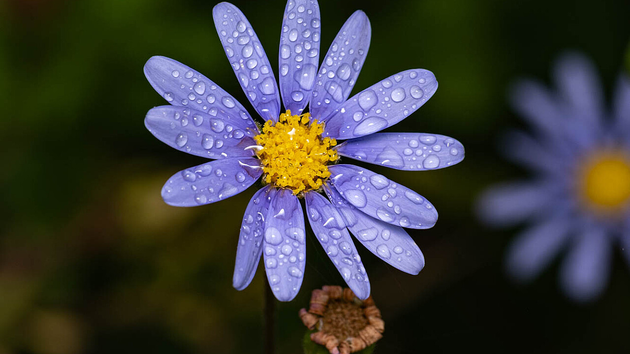 Blue Daisy with Droplets