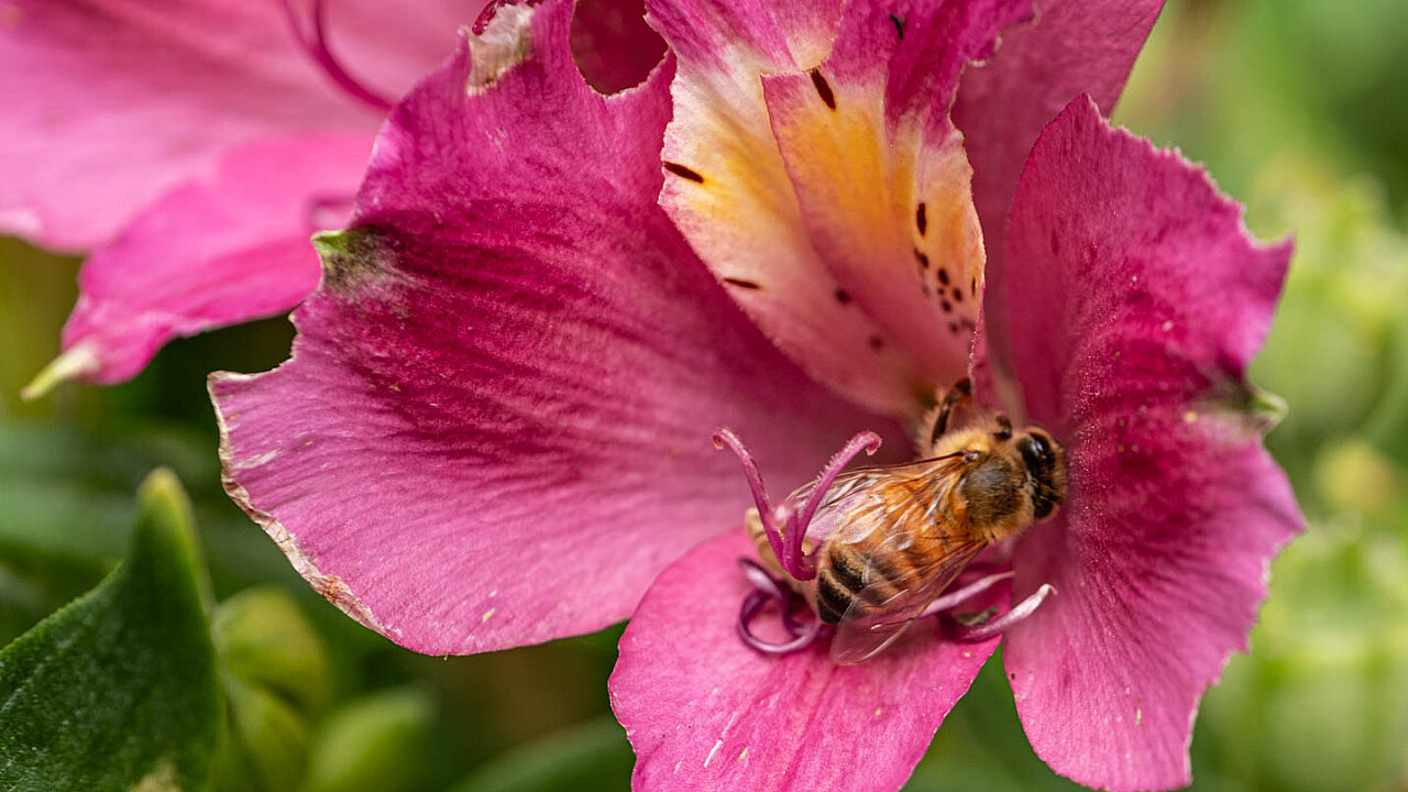 Bee doing Bee Things