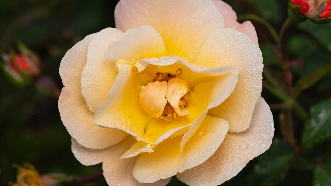 Yellow Rose