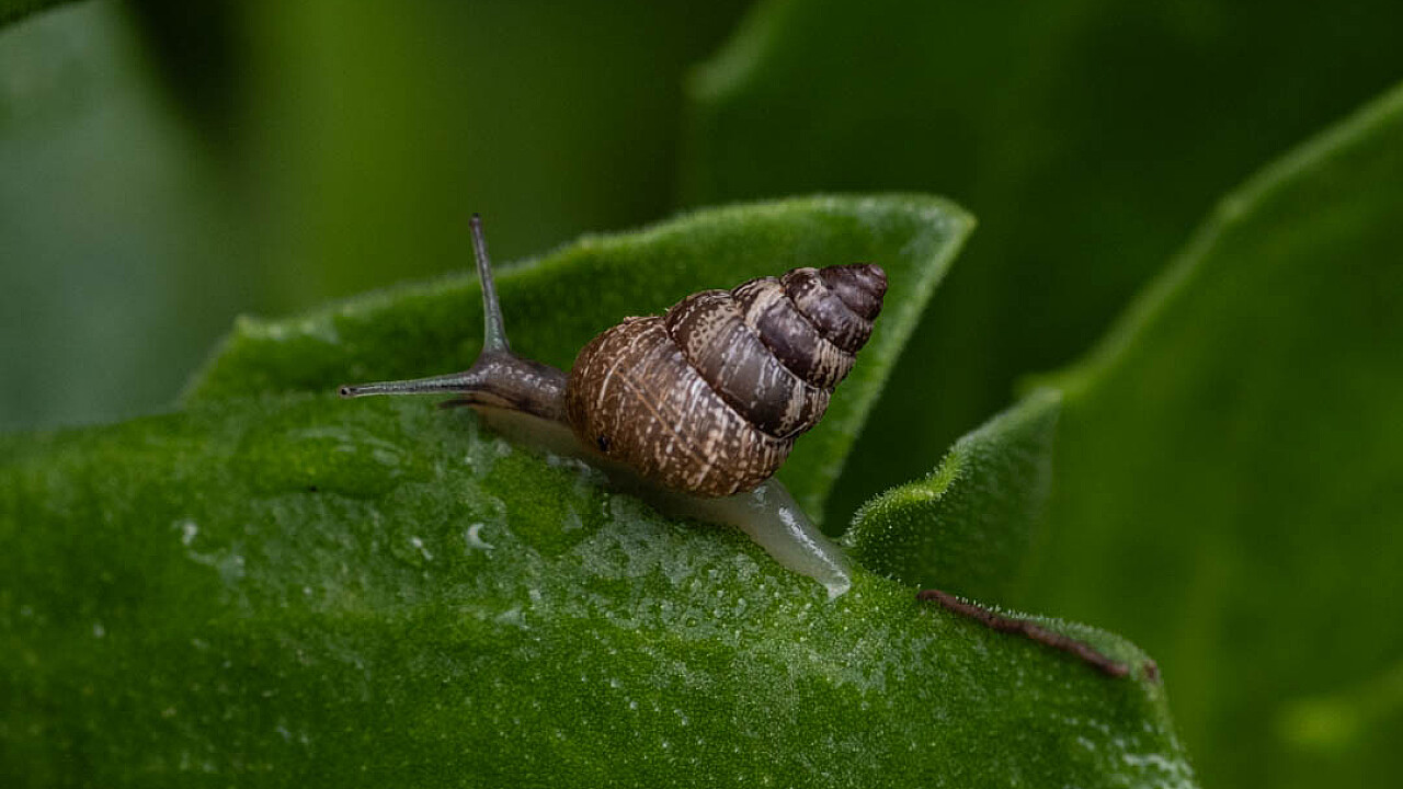 Little Garden Snail
