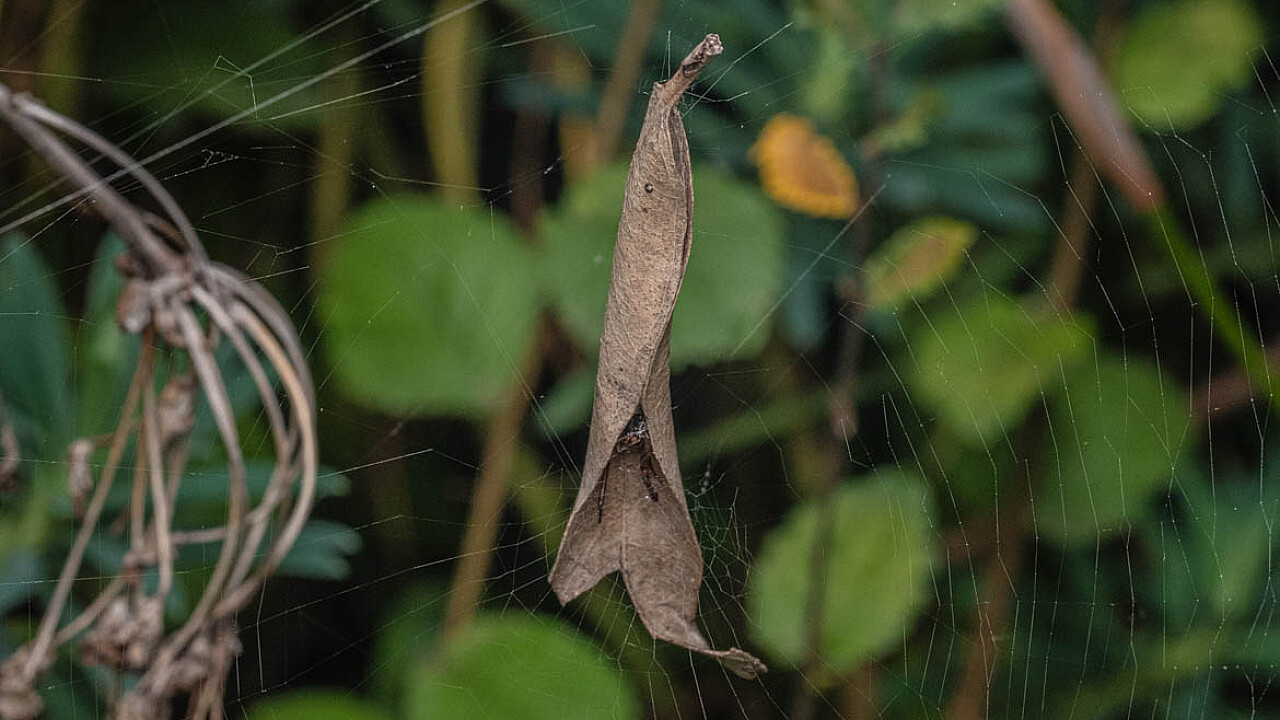 Leaf Curling Spider