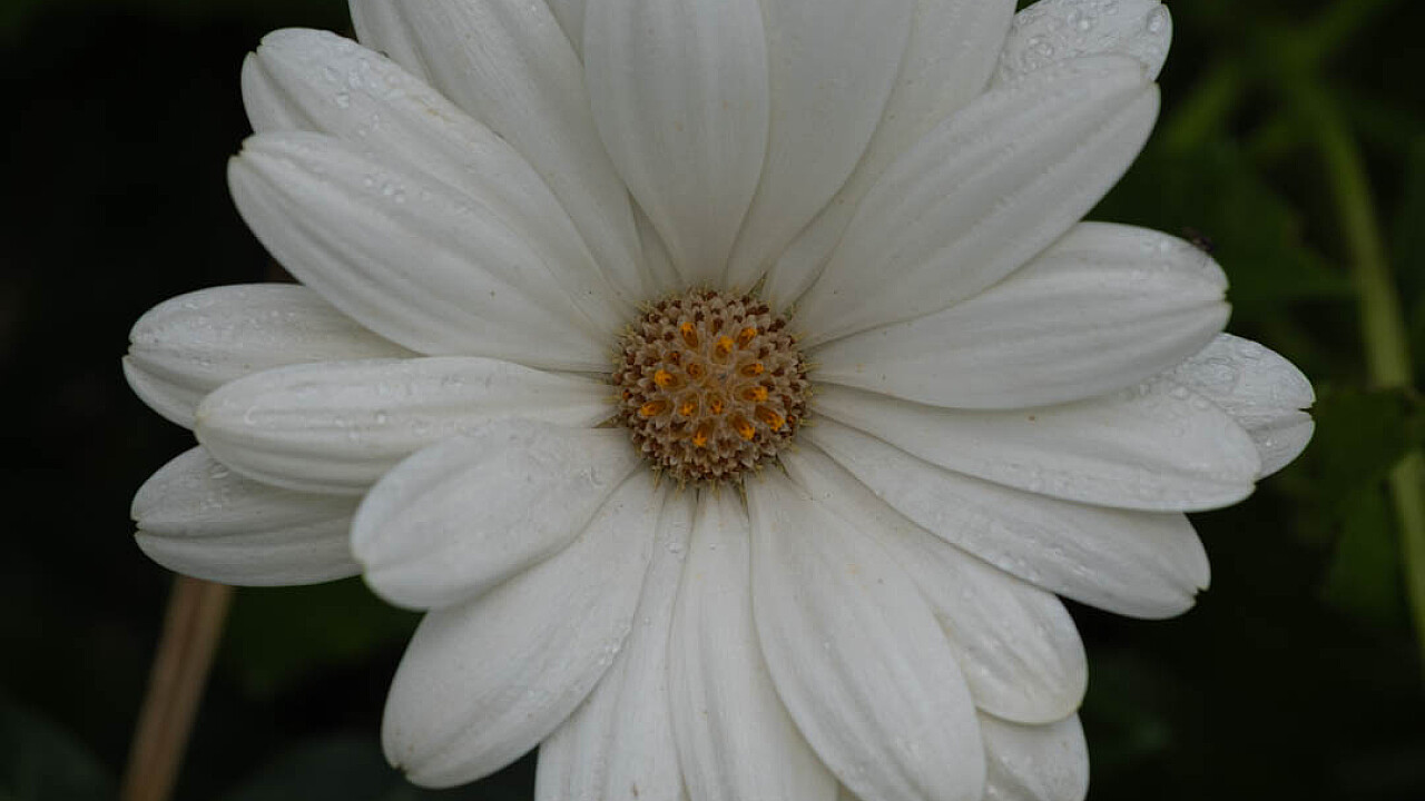 White Daisy