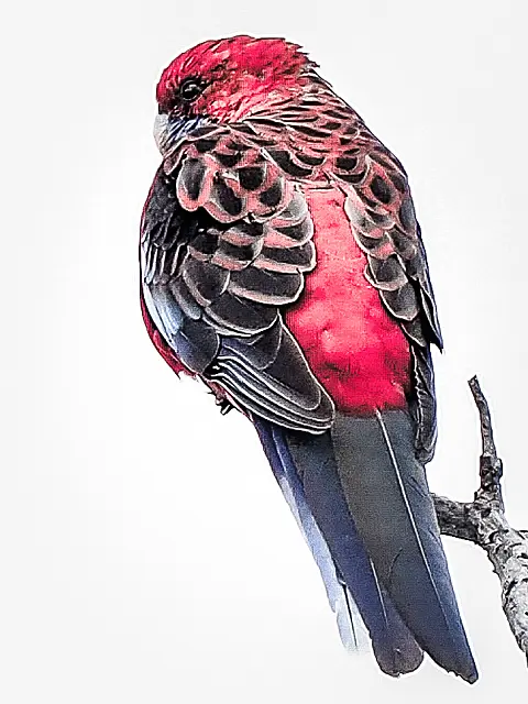 B259_Digital_Set_Crimson_Rosella