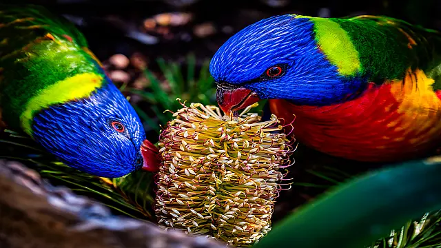 B259_Open_Rainbow_Lorikeet_Eating_Banksia