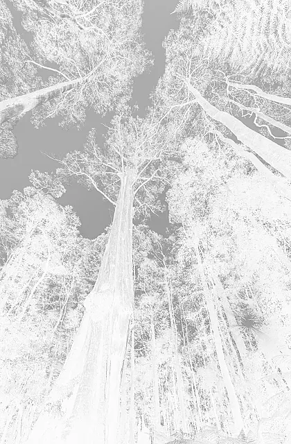 Ghostly_Big_Trees