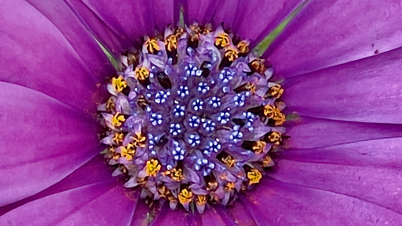 Macro at Footscray Park