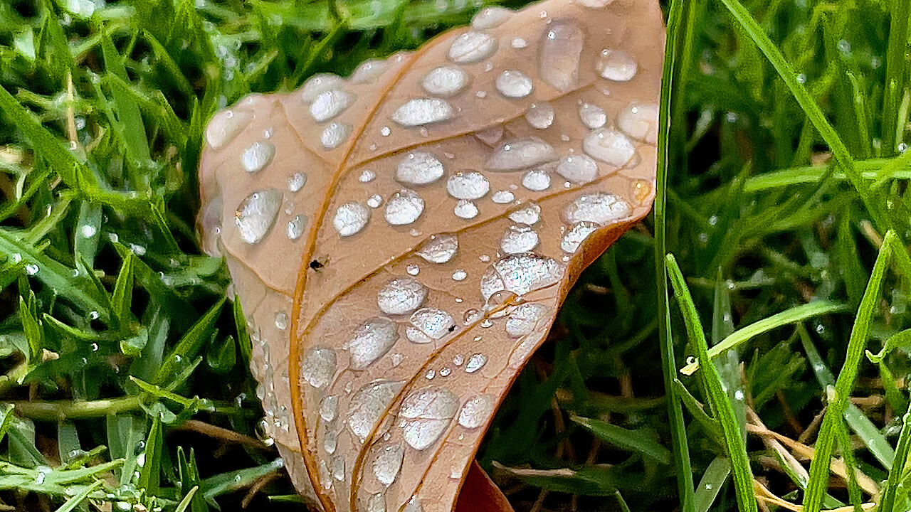 Macro at Footscray Park