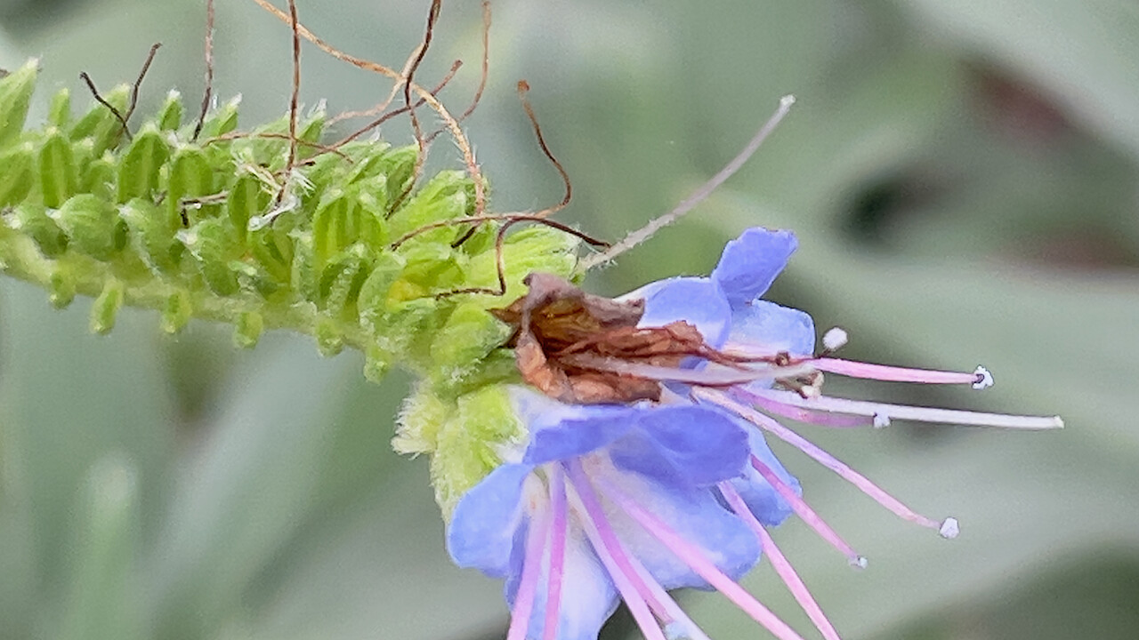 Macro at Footscray Park