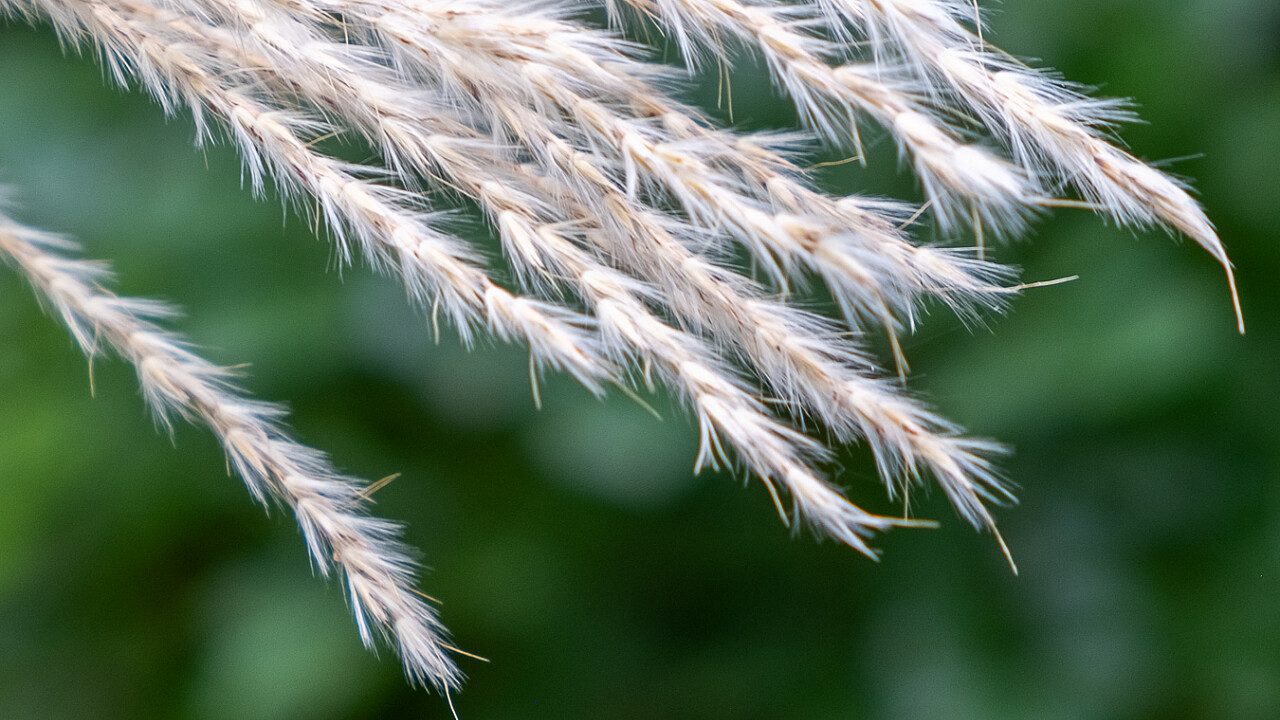 Macro at Footscray Park