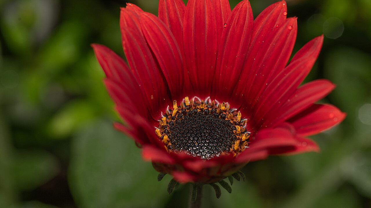 Macro at Footscray Park