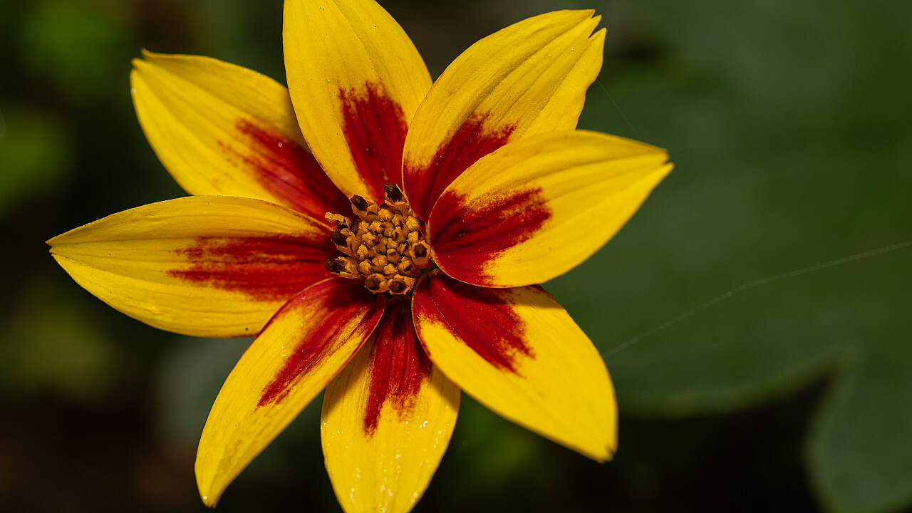 Macro at Footscray Park