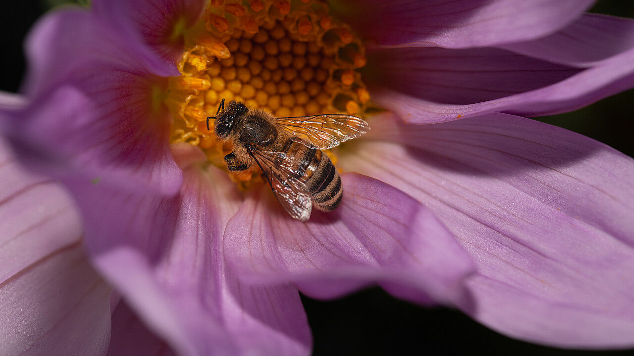 Macro at Footscray Park