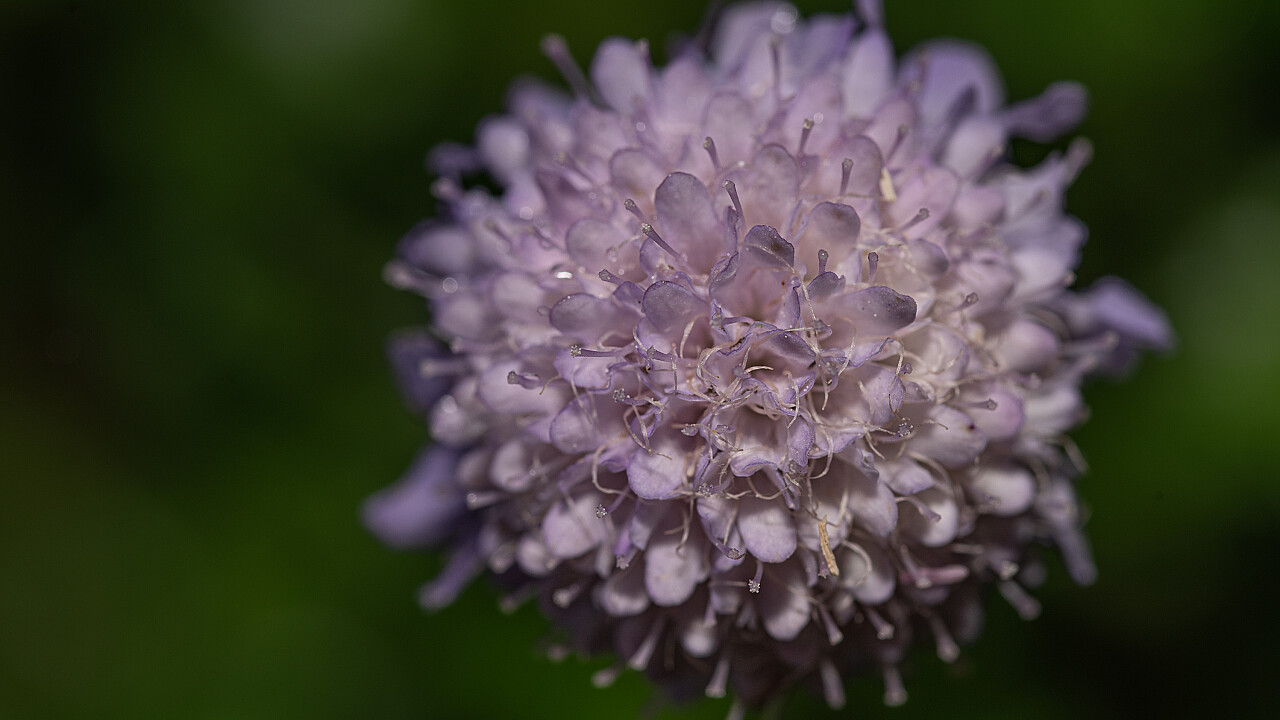Macro at Footscray Park