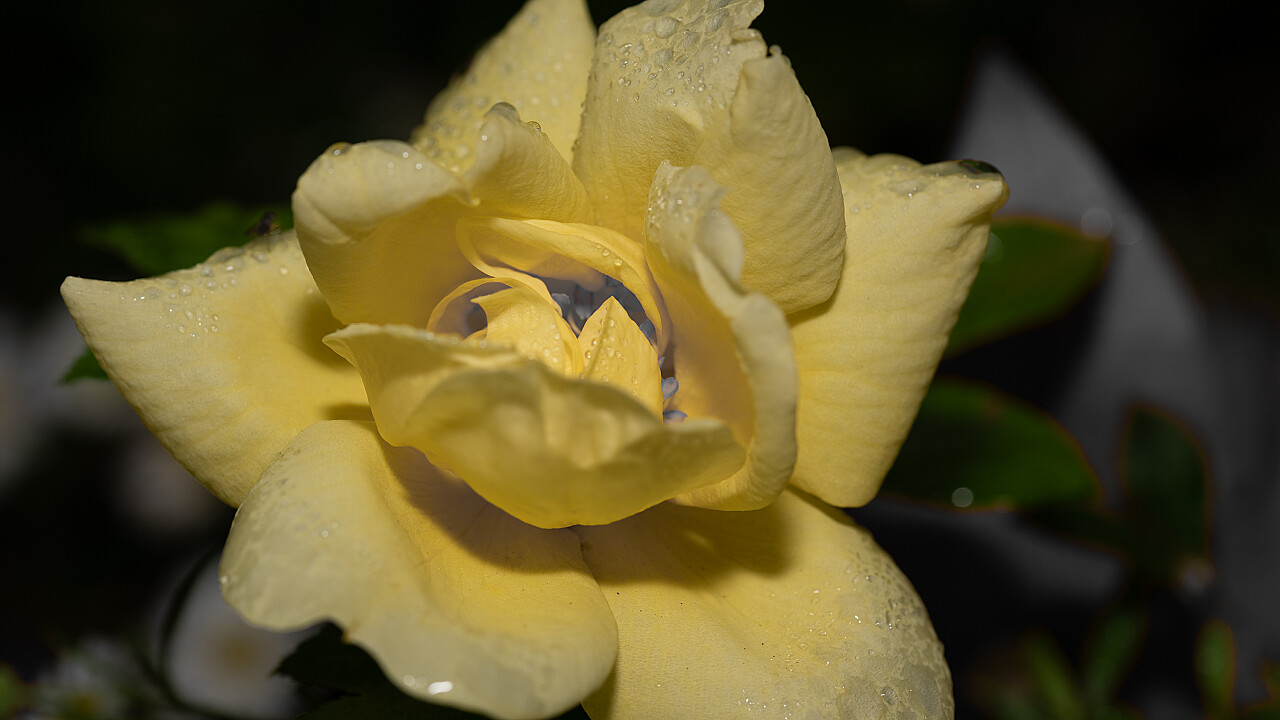 Macro at Footscray Park