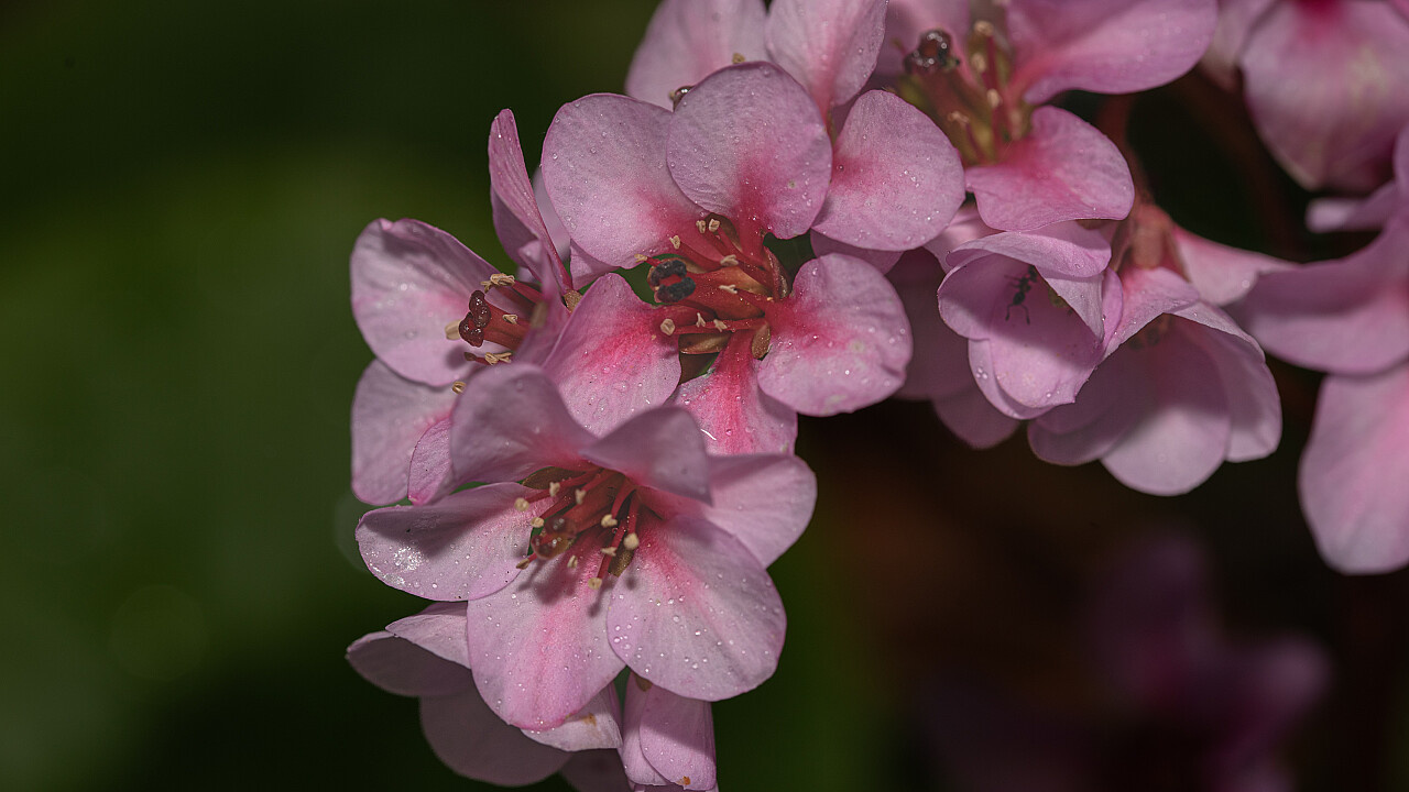 Macro at Footscray Park