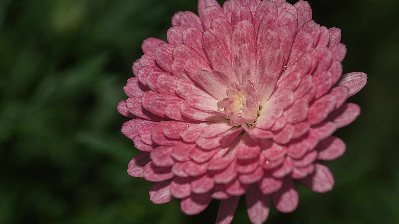 Macro at Footscray Park