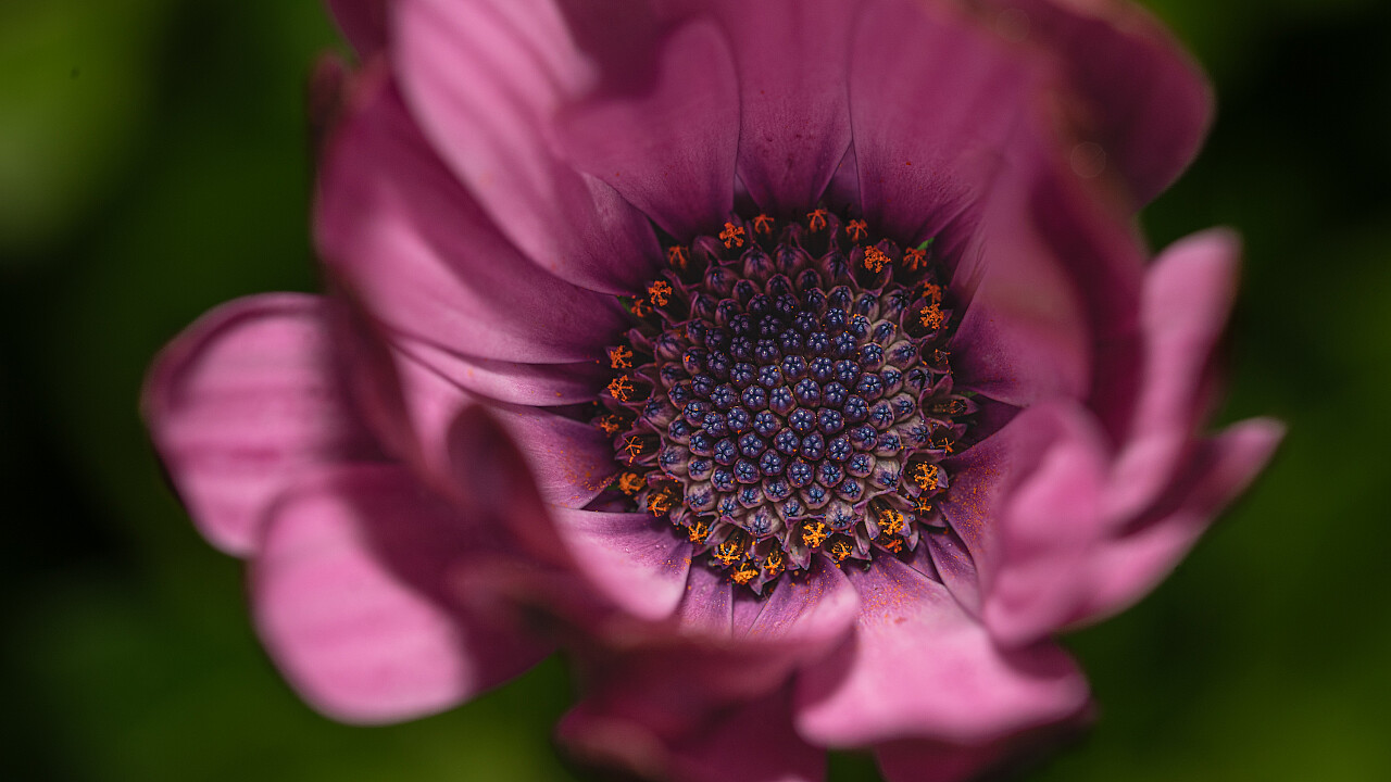 Macro at Footscray Park