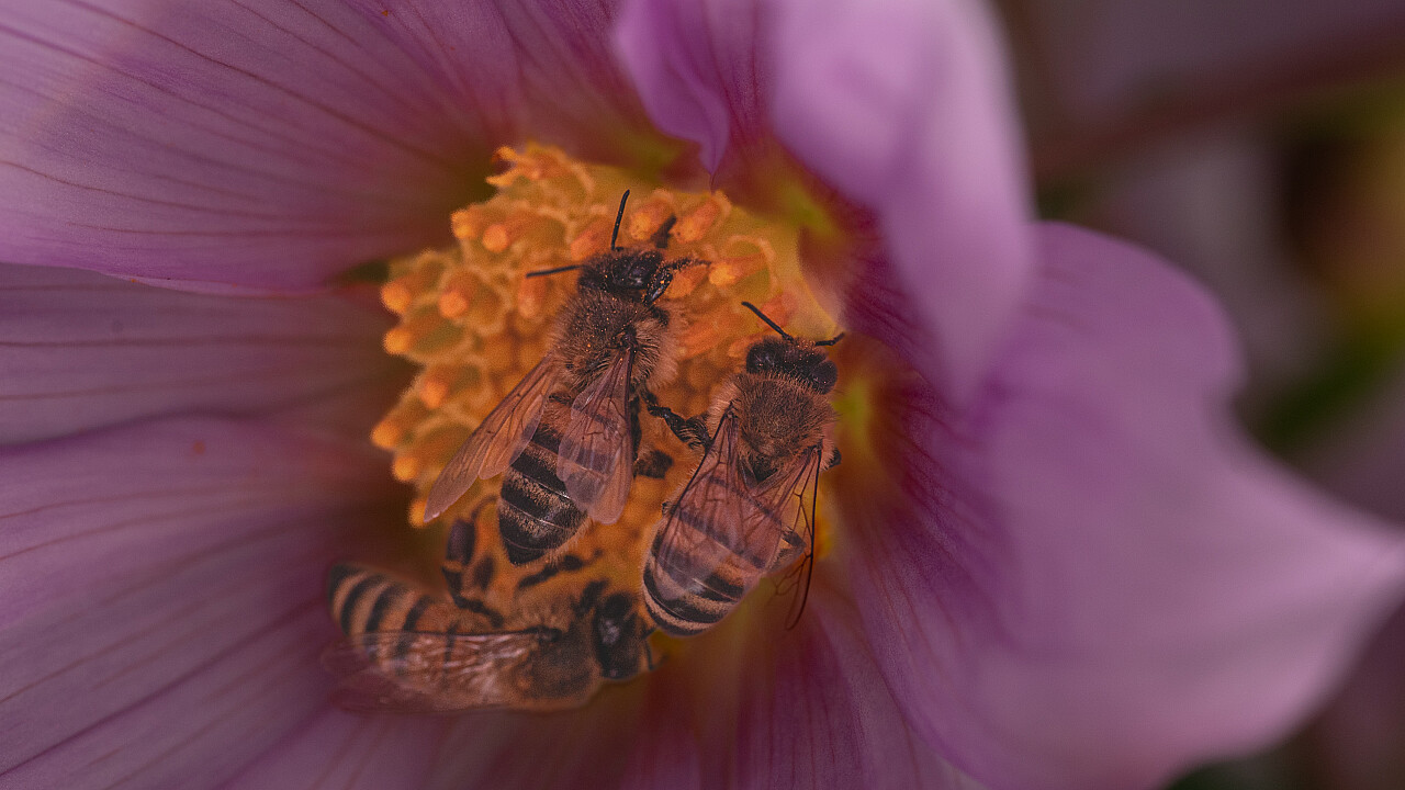 Macro at Footscray Park