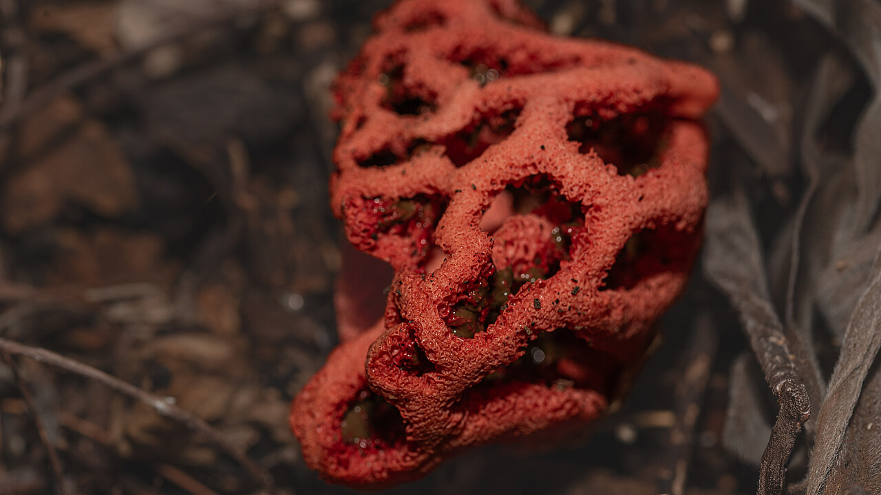 Macro at Footscray Park