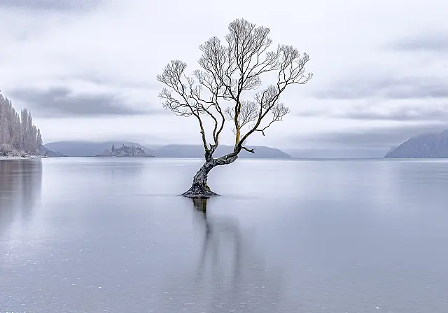 A258_PRINT_SET_Winter Wanaka Tree