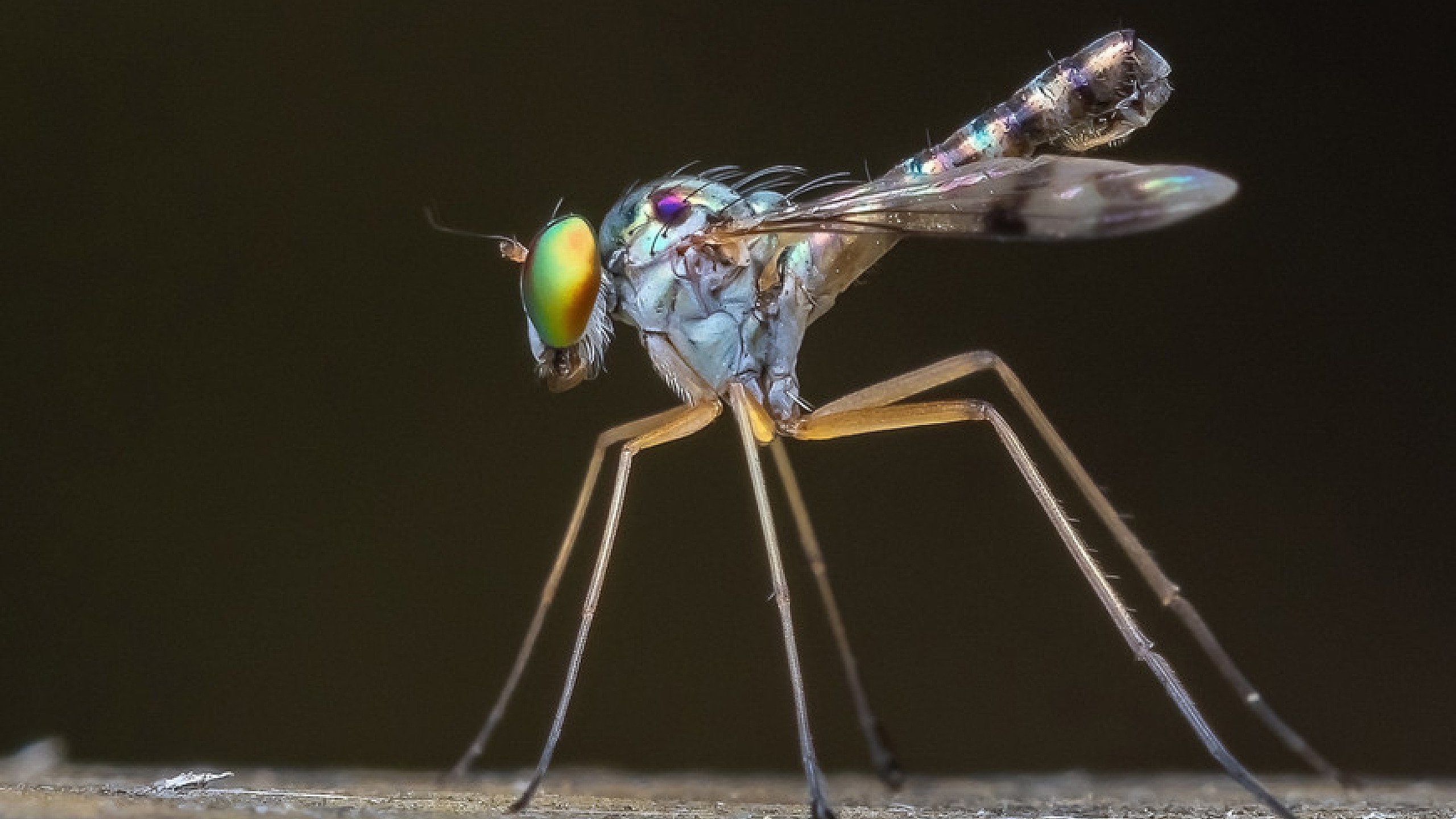 Competition 3 - Macro and Open