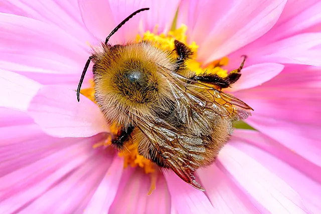 A258_DIGITAL_SET_High_Key_Bee