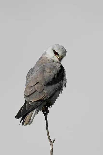 B279_Print_Set_Black_Shouldered_Kite.jpg