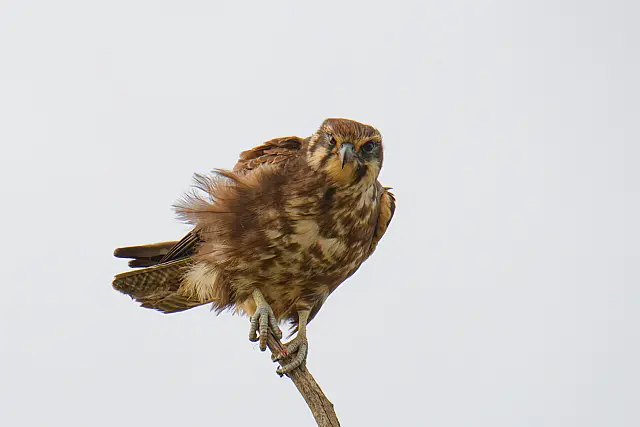 B279_Digital_Set_Staring_Back.jpg
