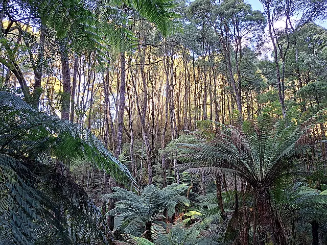 B281_Print_Open_The_Forest.jpg