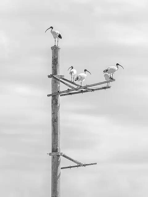 A267_ Hi Key Set Print_Bin Chickens on Pole