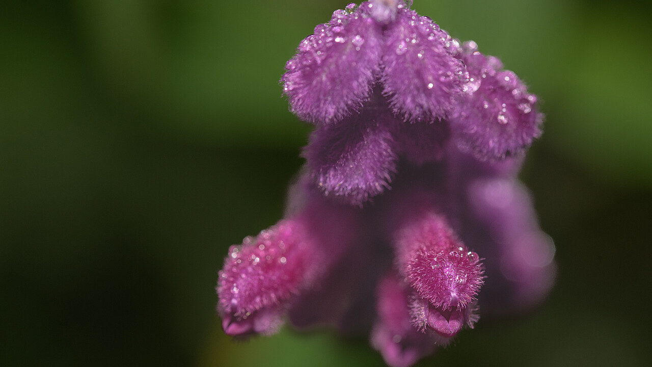 Macro at Footscray Park