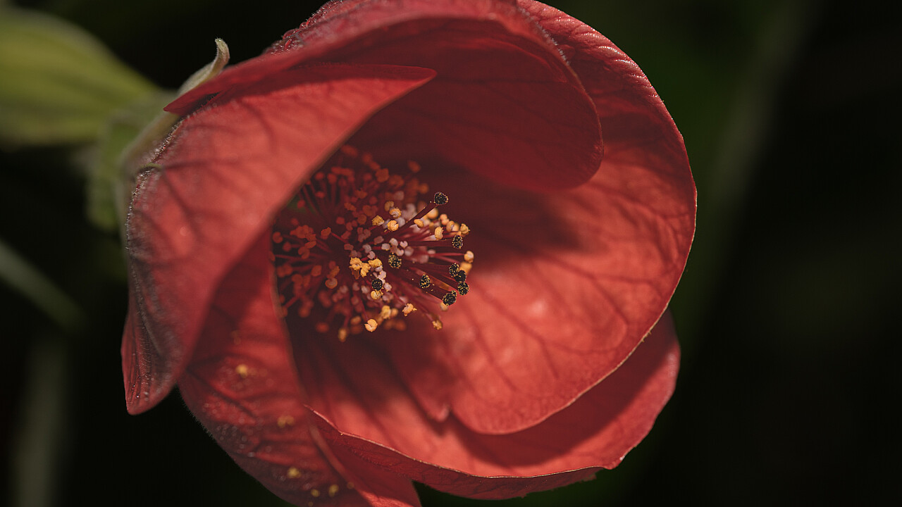 Macro at Footscray Park