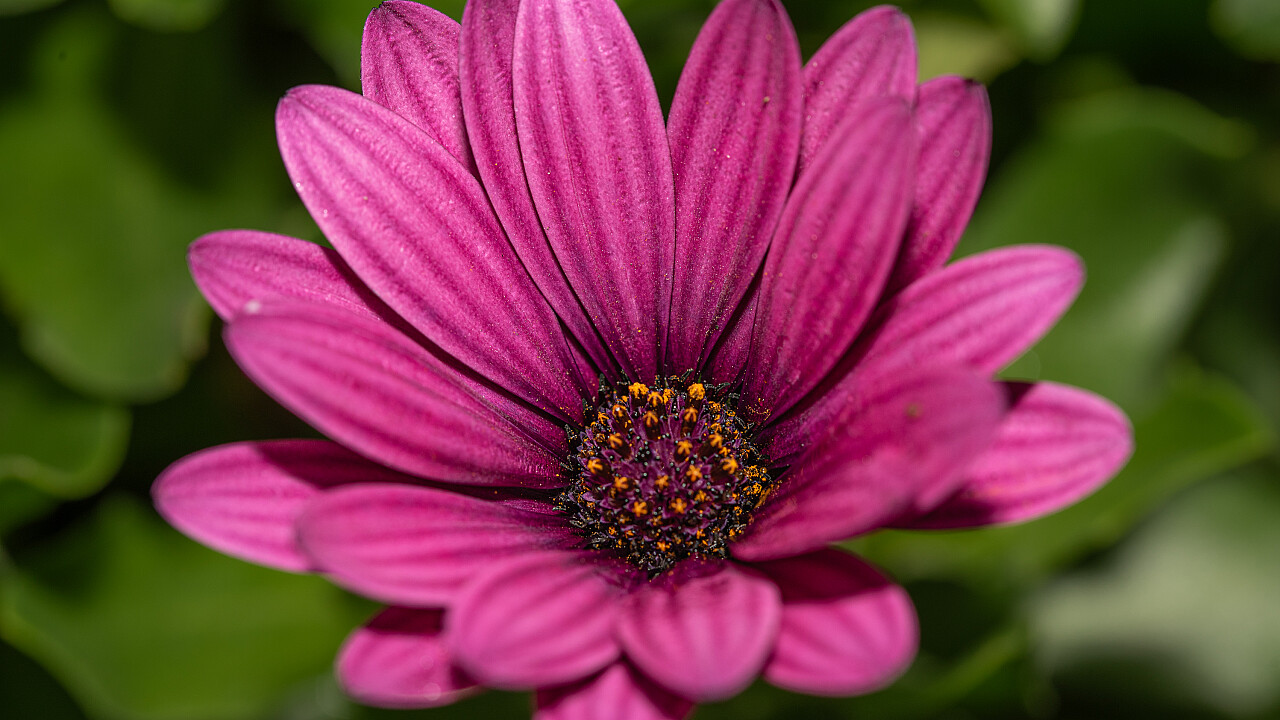 Macro at Footscray Park