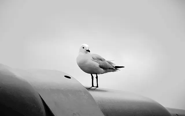Lonley Observstion