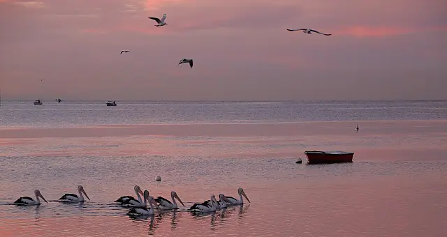 A pod Passing By