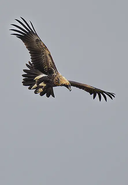 Juvi WedgeTail Learning to Hunt