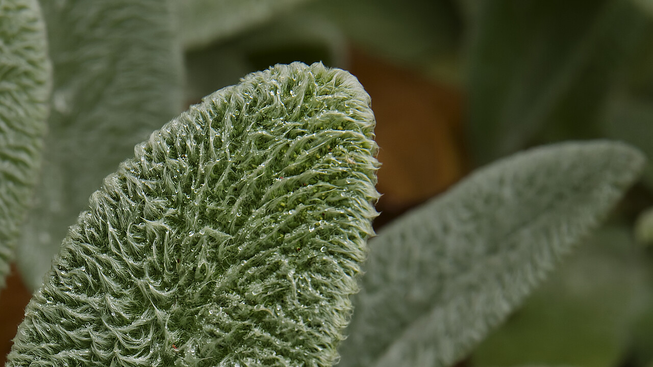 Macro at Footscray Park
